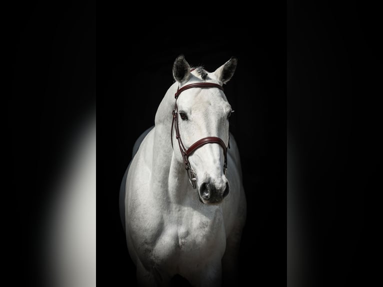 Einsiedler Castrone 9 Anni 168 cm Grigio in Lastrup