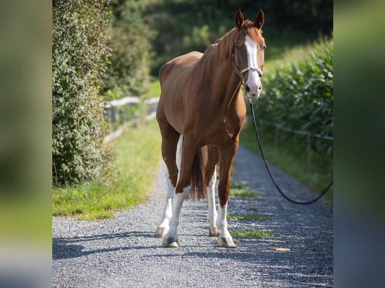 Einsiedler Castrone 9 Anni Sauro in Oberriet SG