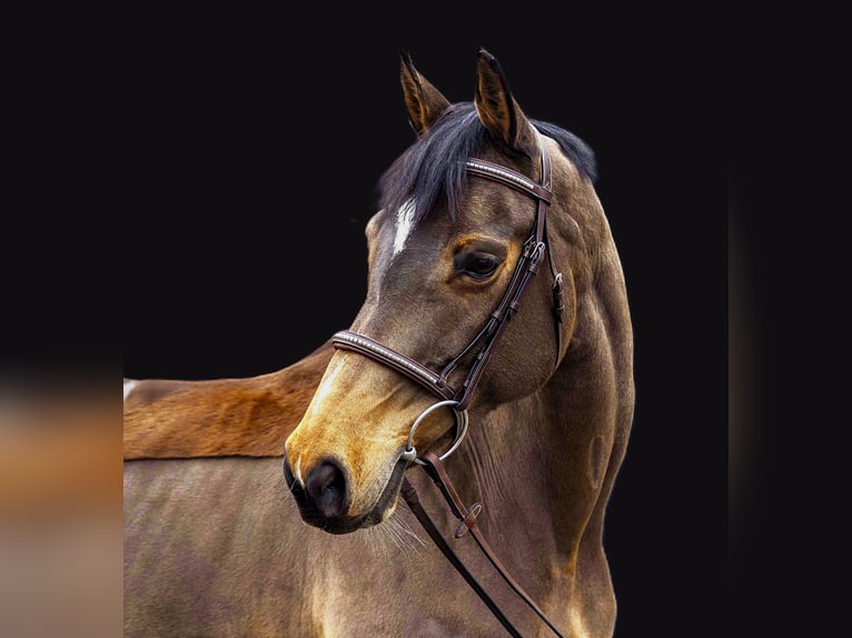 Einsiedler Giumenta 10 Anni 165 cm Baio in Leimbach AG