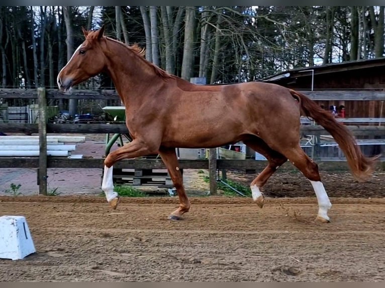 Einsiedler Giumenta 12 Anni 175 cm Sauro in Pageas