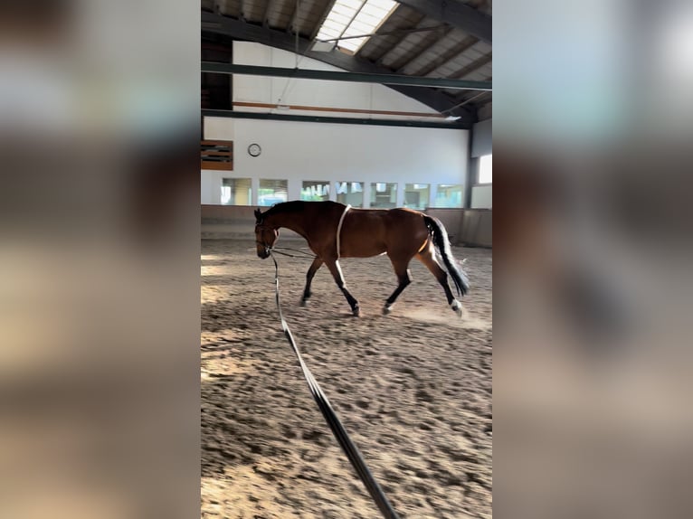 Einsiedler Giumenta 15 Anni 165 cm Baio in Wallisellen