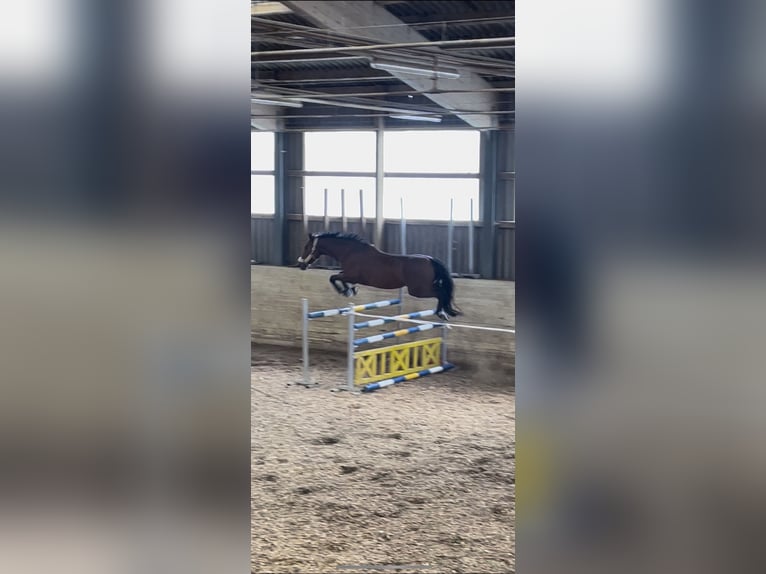 Einsiedler Giumenta 15 Anni 165 cm Baio in Wallisellen