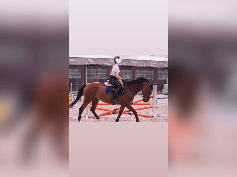 Einsiedler Giumenta 15 Anni 165 cm Baio in Wallisellen