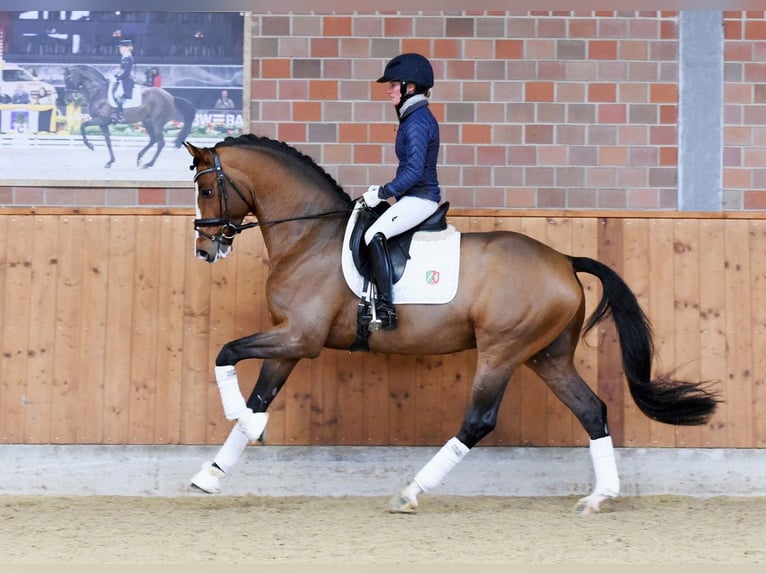 Einsiedler Giumenta 1 Anno 165 cm Baio in St. Ursen