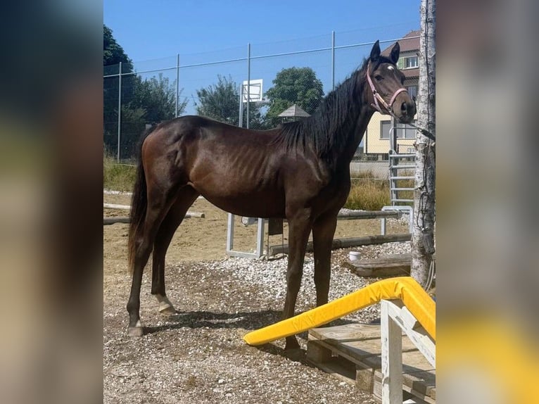 Einsiedler Giumenta 2 Anni 165 cm Baio in St. Ursen