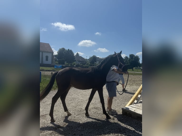 Einsiedler Giumenta 2 Anni 165 cm Baio in St. Ursen