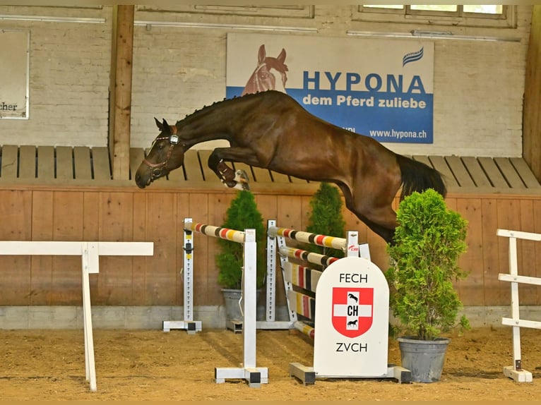 Einsiedler Giumenta 3 Anni 169 cm Baio scuro in Niederwangen b. Bern