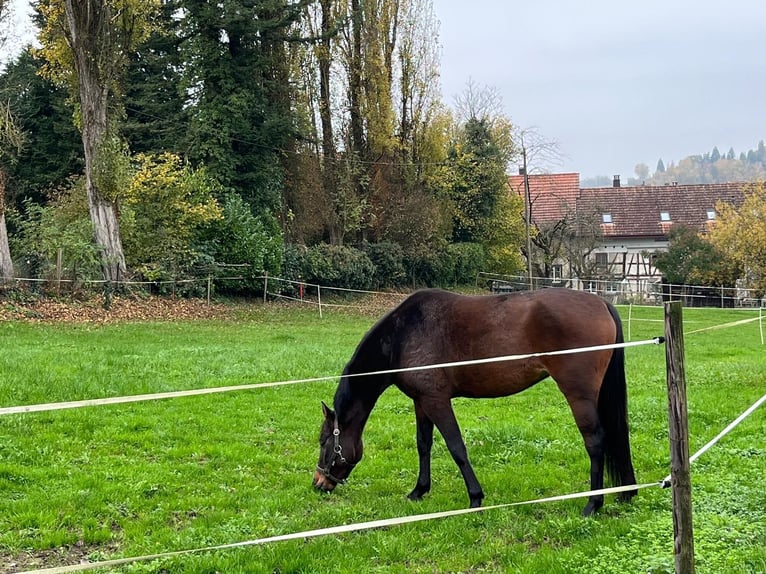 Einsiedler Giumenta 4 Anni 155 cm Baio in Frauenfeld