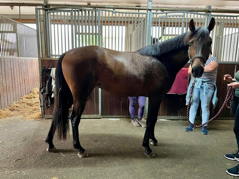 Einsiedler Giumenta 4 Anni 155 cm Baio in Frauenfeld