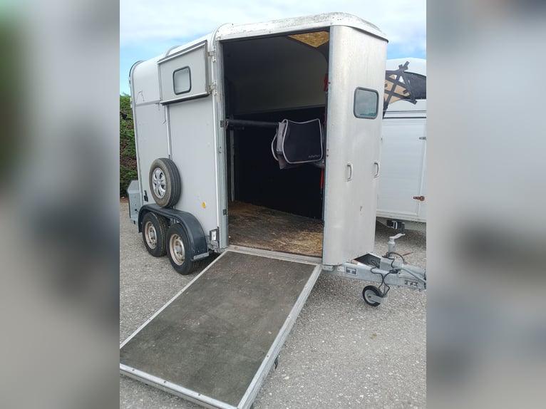 Einsiedler Giumenta 6 Anni 165 cm Baio in Gwatt (Thun)Gwatt