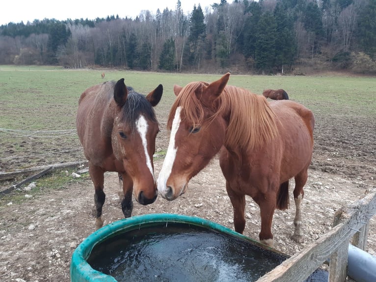 Einsiedler Giumenta 6 Anni 166 cm Baio in Biel-Benken BL
