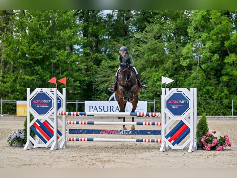 Einsiedler Giumenta 7 Anni 166 cm Baio scuro in St. Pelagiberg