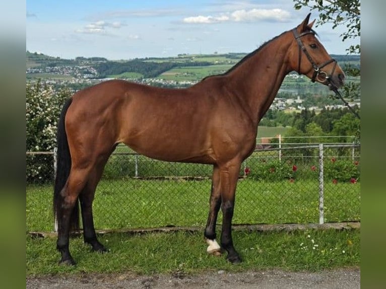 Einsiedler Giumenta 8 Anni 162 cm Baio in Oberkirch