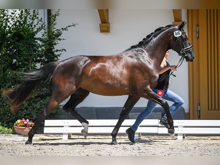 Einsiedler Giumenta 9 Anni 164 cm Baio scuro in Erlinsbach