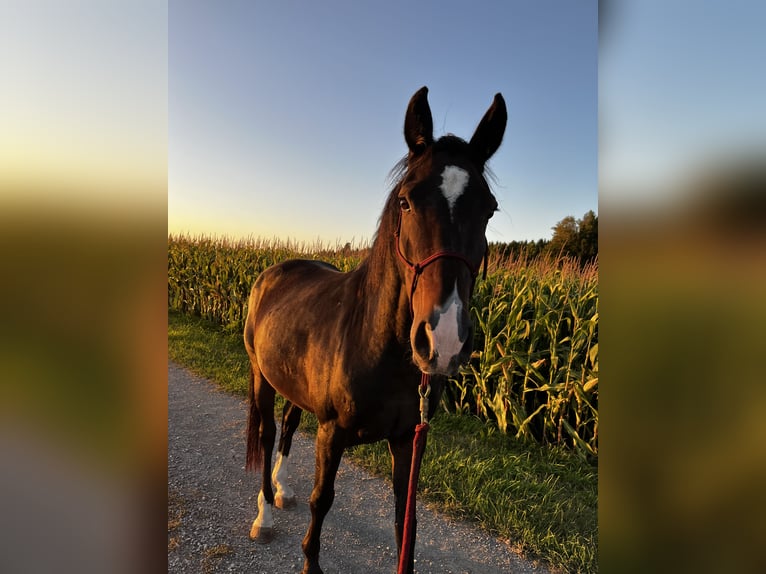 Einsiedler Giumenta 9 Anni 165 cm Baio scuro in Braunau