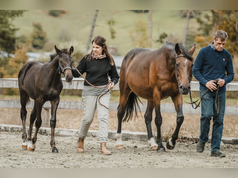 Einsiedler Stallone 1 Anno 130 cm Baio scuro in Maienfeld