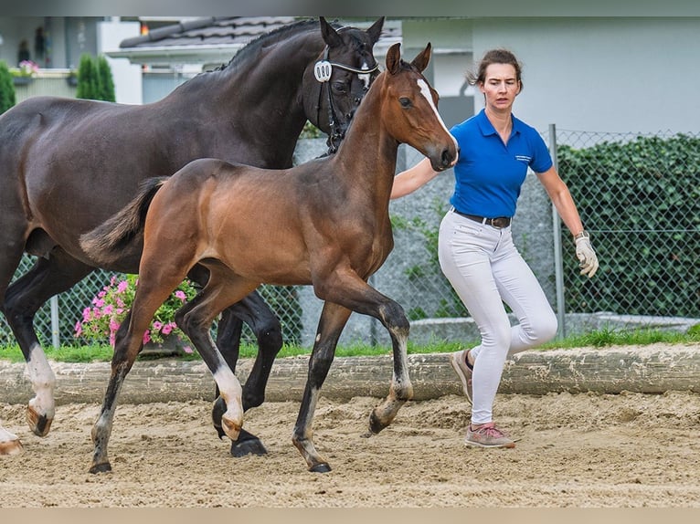 Einsiedler Stallone 1 Anno 170 cm Baio scuro in Dielsdorf