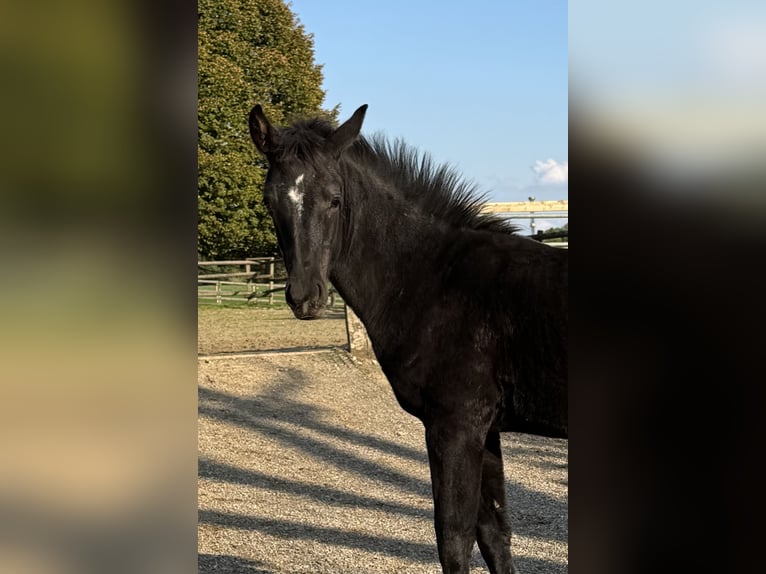 Einsiedler Stallone 1 Anno Morello in Effingen