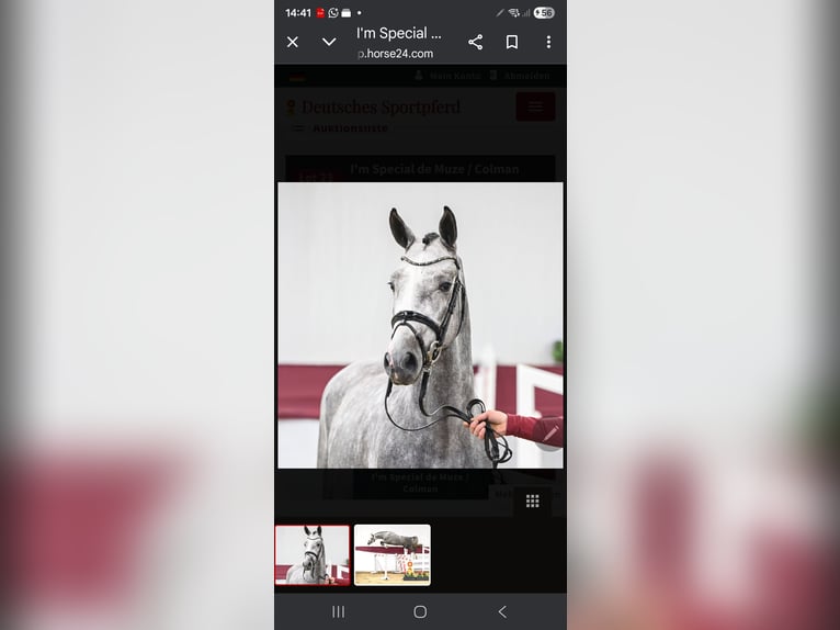 Einsiedler Stallone 3 Anni 166 cm Grigio pezzato in Jengen