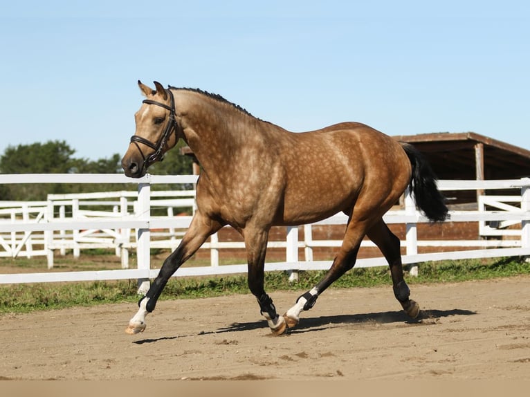 Einsiedler Stallone 7 Anni 168 cm Pelle di daino in Mont-Saint-Hilaire
