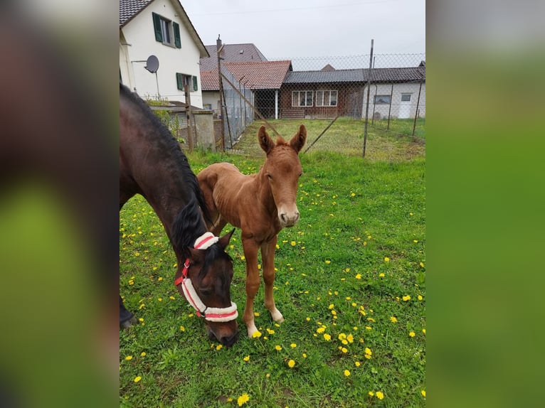 Einsiedler Stallone Puledri (04/2025) 167 cm in St.Ursen