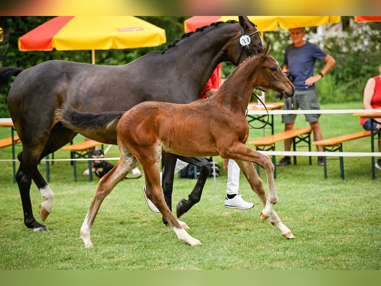 Einsiedler Stallone Puledri
 (05/2024) 173 cm Baio in Wetzikon ZH