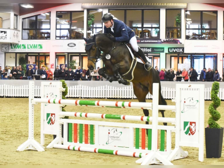 EL GORDO Westfaal Hengst Bruin in Warendorf