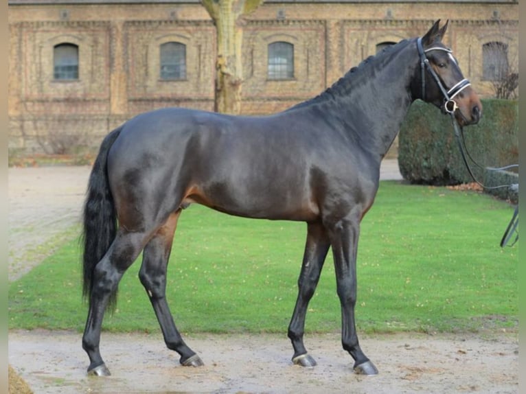 EL GORDO Westphalian Stallion Brown in Warendorf