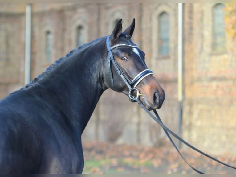 EL GORDO Westphalian Stallion Brown in Warendorf