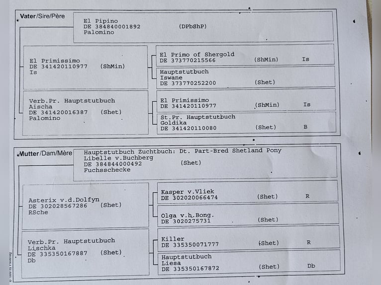 EL PINTO VON BUCHBERG Kuce szetlandzkie Ogier Srokata in Steinen