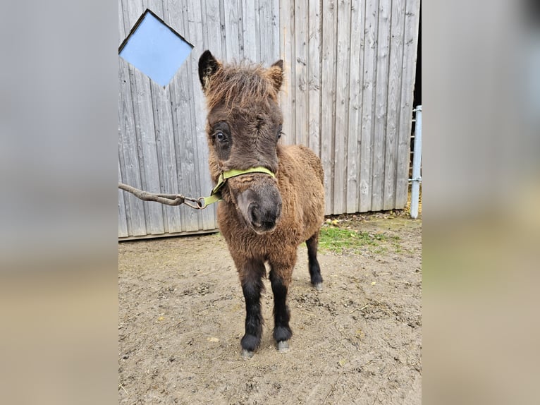 EL PINTO VON BUCHBERG Shetland Ponies Stallion Pinto in Steinen