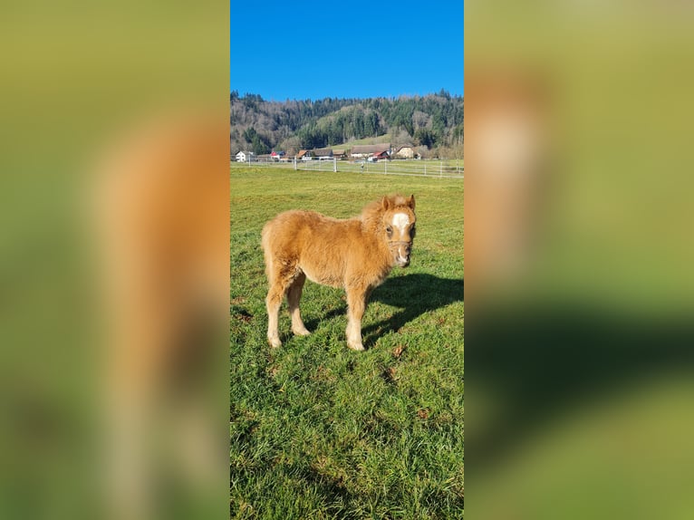 EL PINTO VON BUCHBERG Shetland Ponies Stallion Pinto in Steinen