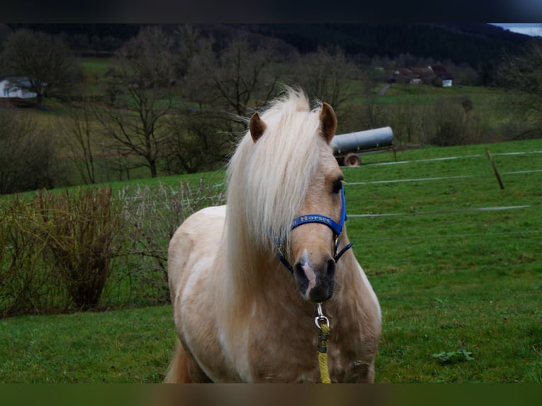 EL PINTO VON BUCHBERG Shetland Ponys Hengst Gevlekt-paard in Steinen