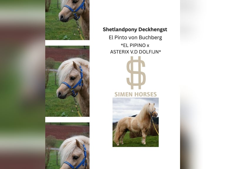 EL PINTO VON BUCHBERG Shetland Stallone Pezzato in Steinen