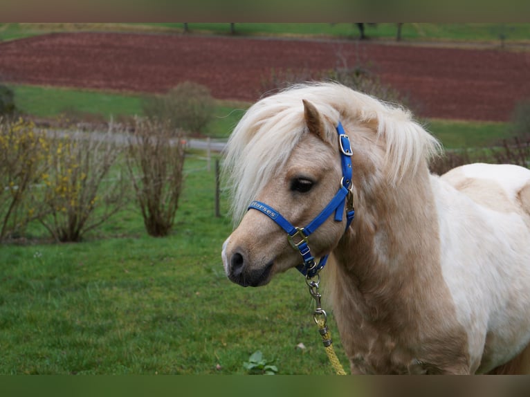 EL PINTO VON BUCHBERG Shetland Stallone Pezzato in Steinen