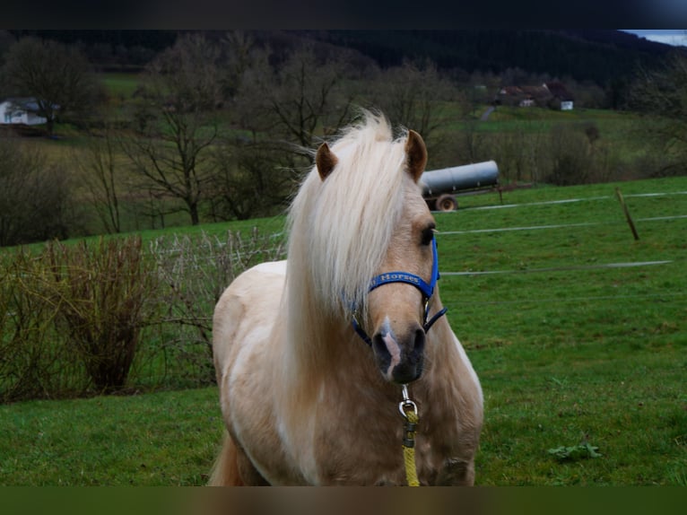EL PINTO VON BUCHBERG Shetland Stallone Pezzato in Steinen