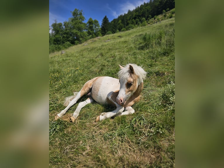 EL PINTO VON BUCHBERG Shetland Stallone Pezzato in Steinen