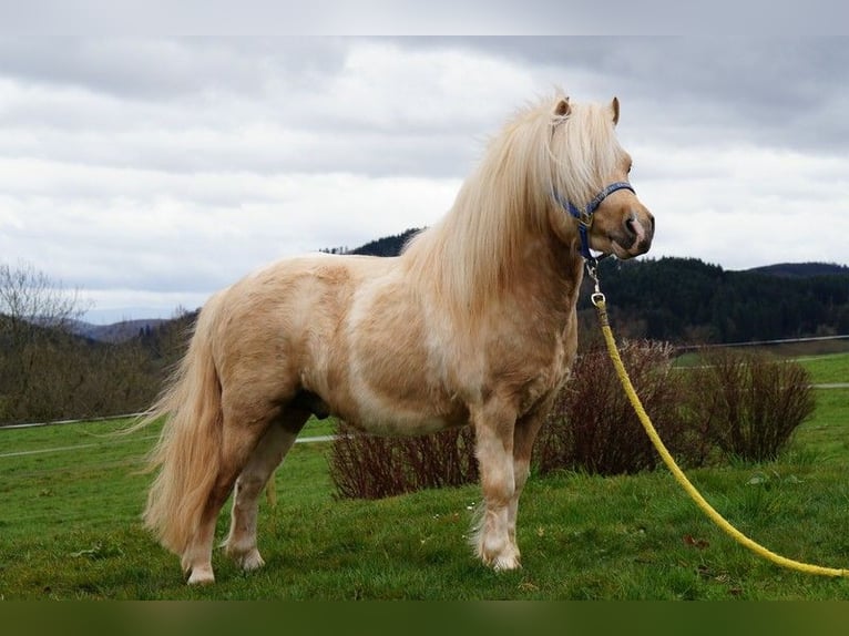 EL PINTO VON BUCHBERG Shetland Stallone Pezzato in Steinen