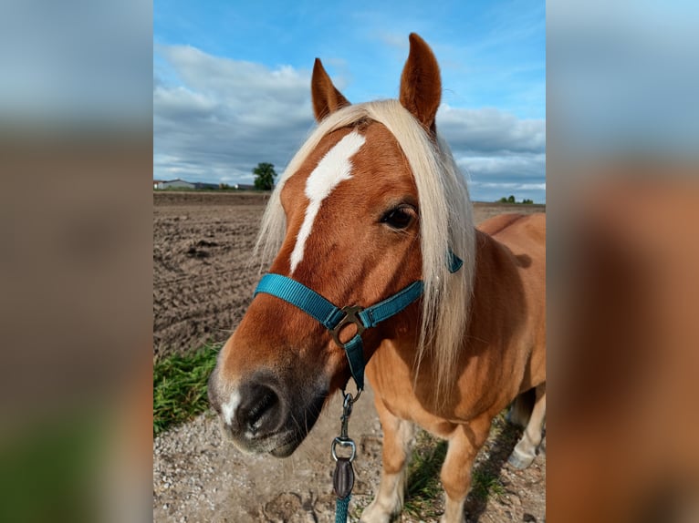 El poni de silla polaco Mestizo Caballo castrado 10 años 120 cm Castaño claro in Schwanstetten