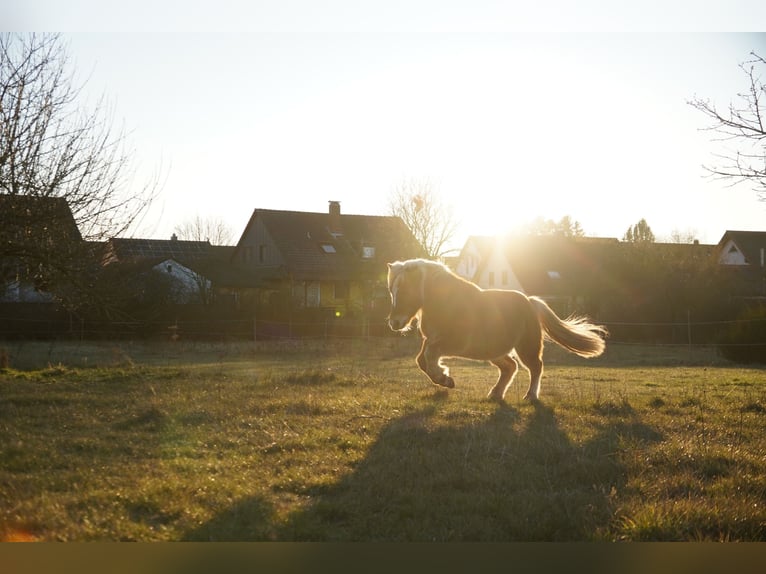 El poni de silla polaco Mestizo Caballo castrado 10 años 120 cm Castaño claro in Schwanstetten