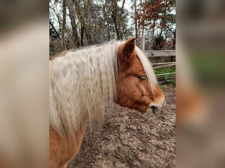 El poni de silla polaco Mestizo Caballo castrado 10 años 120 cm Castaño claro in Schwanstetten