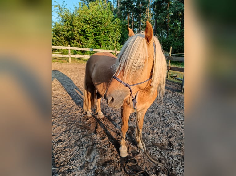El poni de silla polaco Mestizo Caballo castrado 10 años 120 cm Castaño claro in Schwanstetten