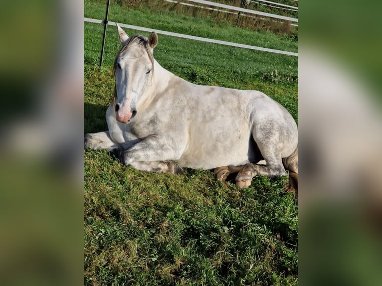 El poni de silla polaco Caballo castrado 10 años 147 cm Tordo in Theeßen
