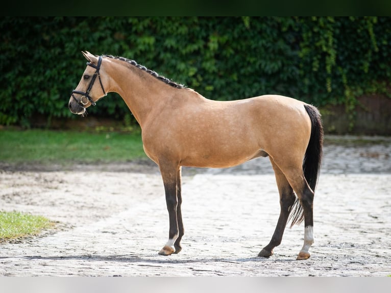 El poni de silla polaco Caballo castrado 11 años 145 cm Red Dun/Cervuno in Bagieniec