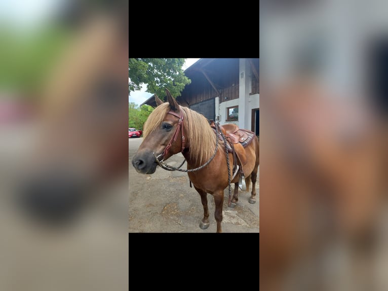 El poni de silla polaco Caballo castrado 12 años 140 cm Castaño in Stockach