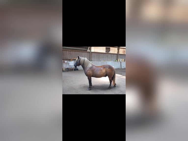 El poni de silla polaco Caballo castrado 12 años 140 cm Castaño in Stockach