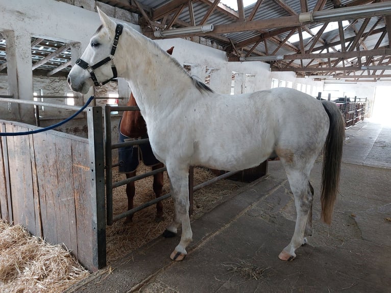 El poni de silla polaco Mestizo Caballo castrado 12 años Tordo in Weimar