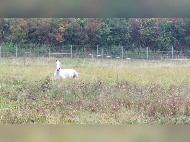 El poni de silla polaco Mestizo Caballo castrado 12 años Tordo in Weimar