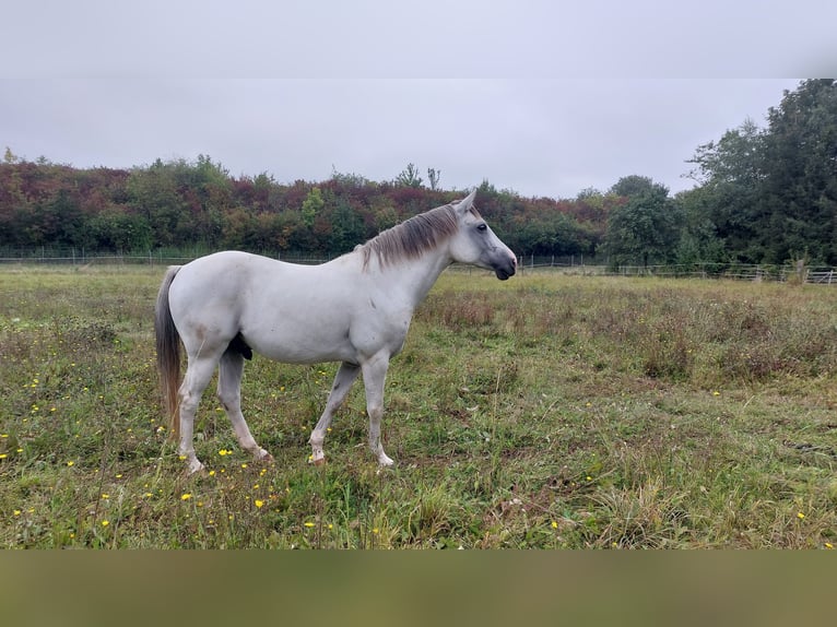 El poni de silla polaco Mestizo Caballo castrado 12 años Tordo in Weimar