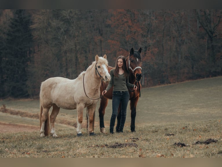 El poni de silla polaco Caballo castrado 13 años 133 cm in Eichstätt